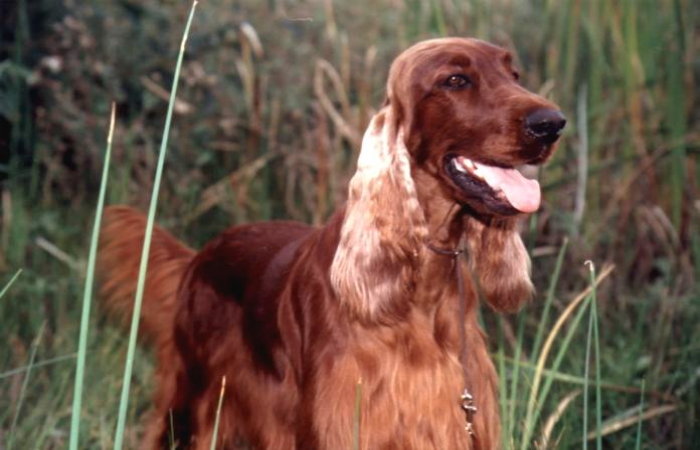 Phoebe